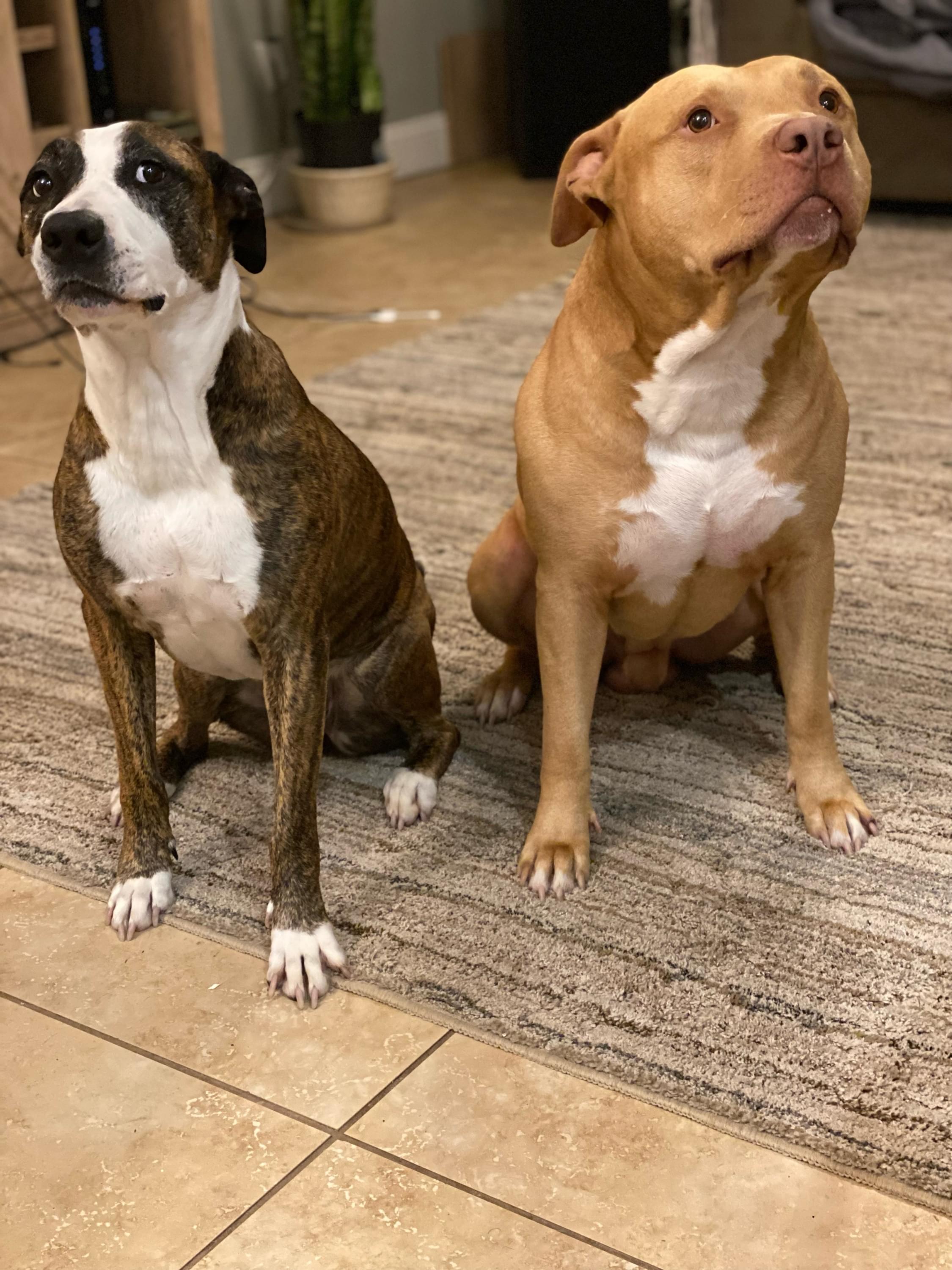 Chase Jade Shadow and Milo